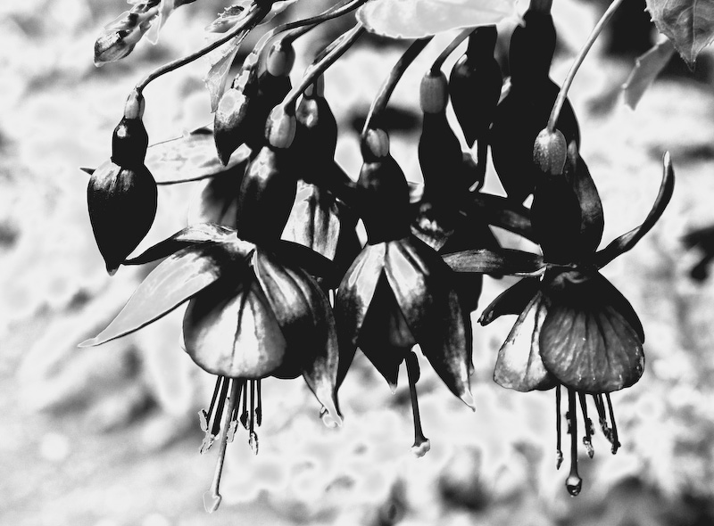 Honeysuckle