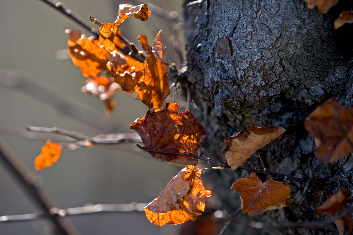 Brown leaves