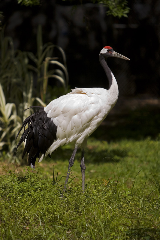 Houston Zoo 03