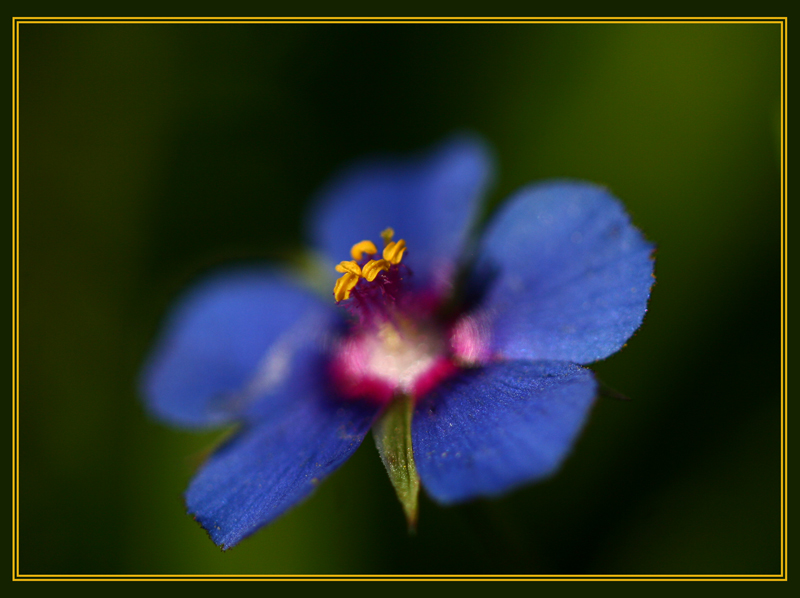 Blue Red & Yellow