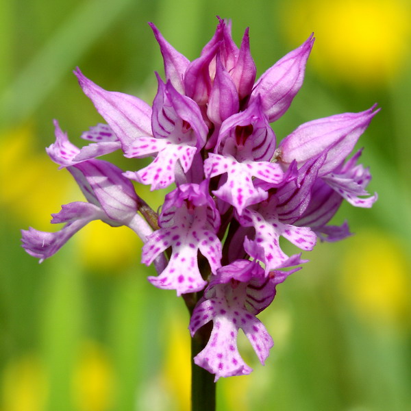 Neotinea tridentata