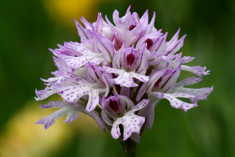 Neotinea tridentata