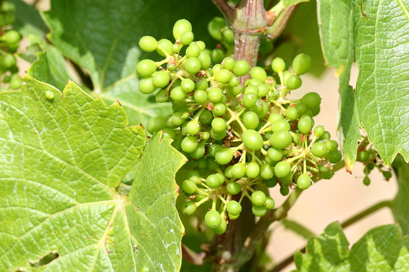 Grappe de gamay