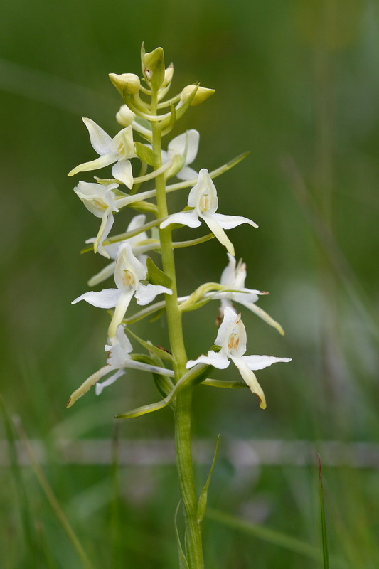 Platanthera bifolia