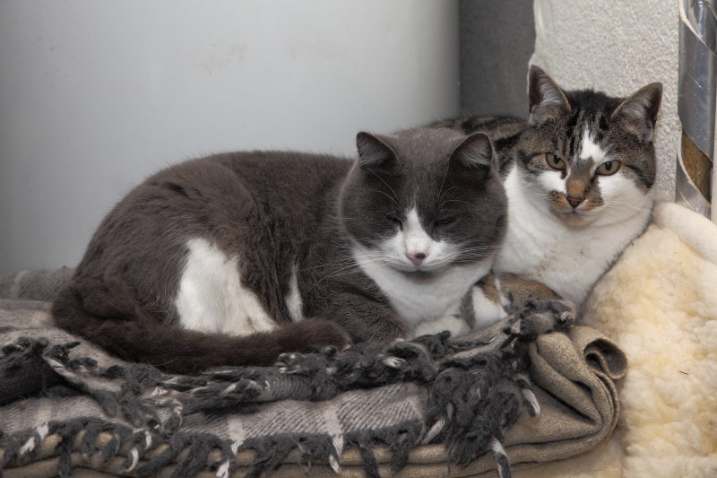 Speedy & Pupuce