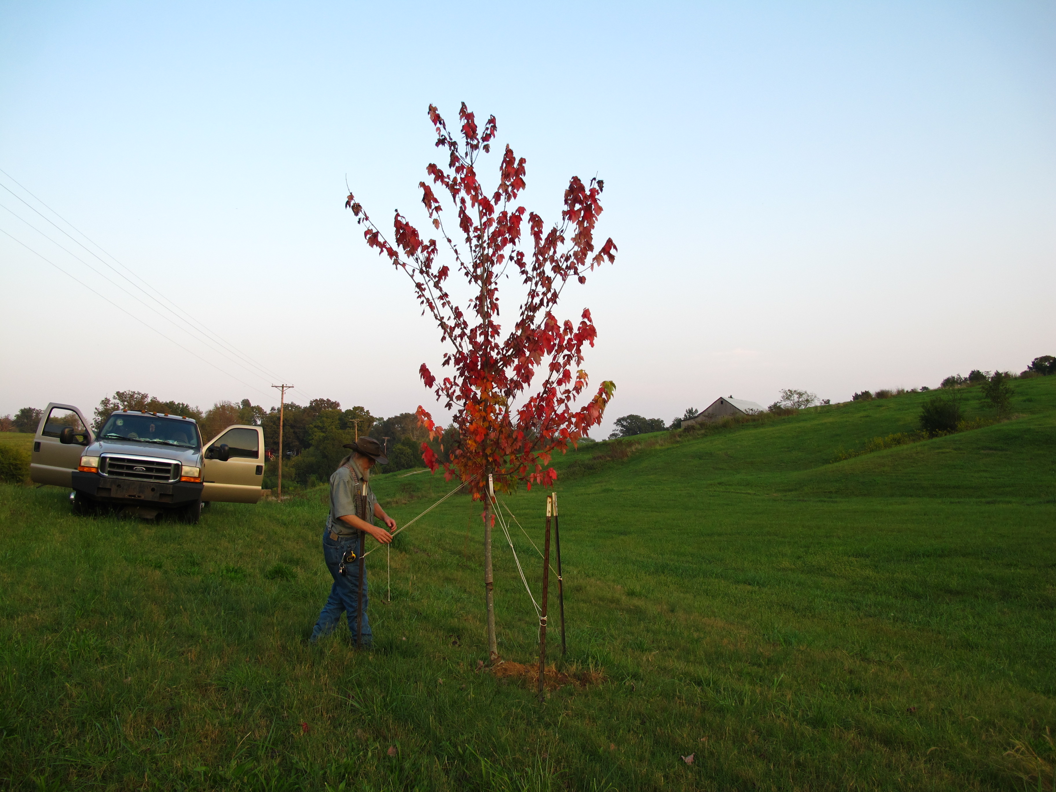 Hang in there, Red Maples!!