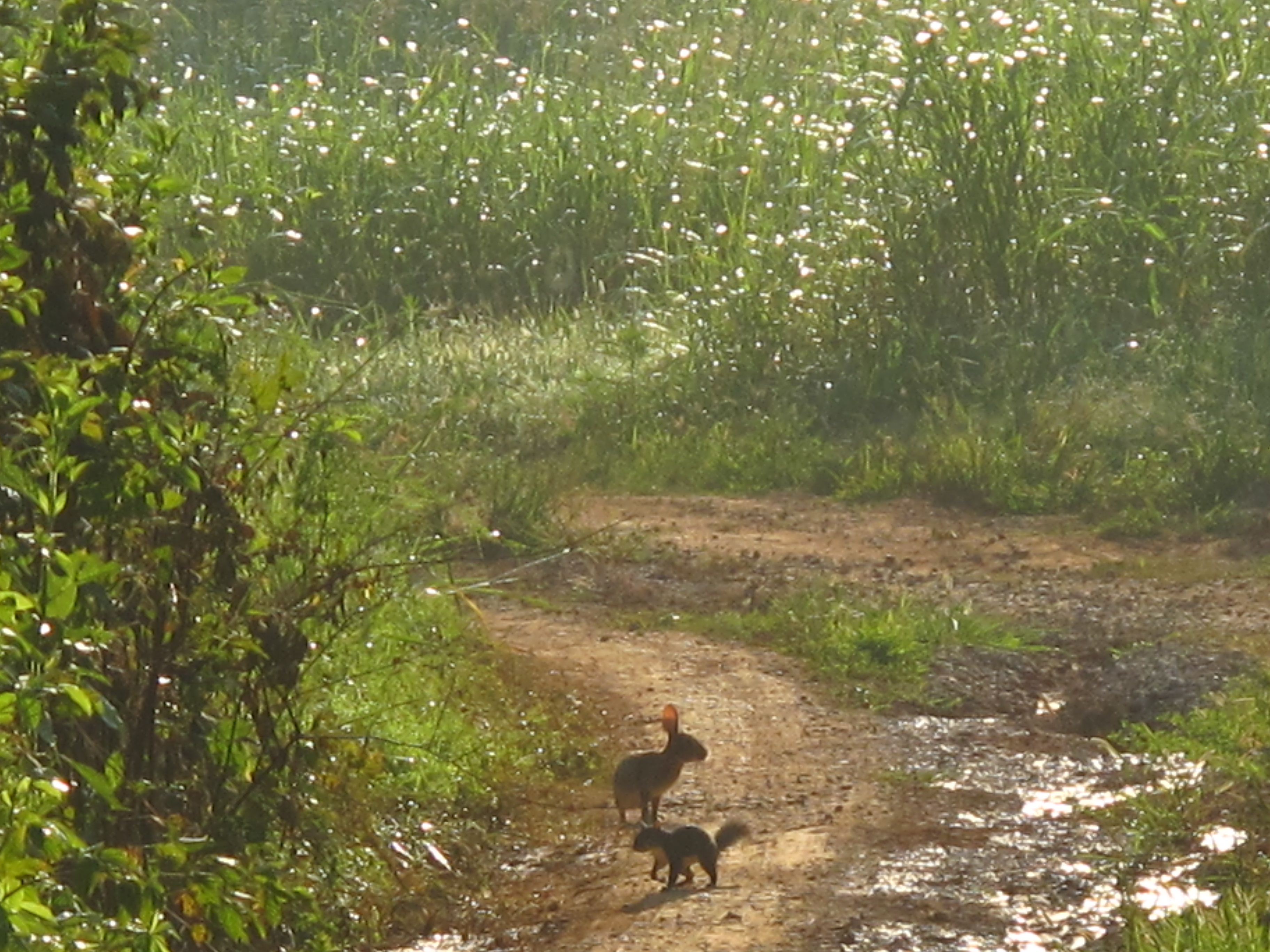 Mr. Squirrel and Mr. Rabbit are co-existing peacefully, 30-JUL-2011