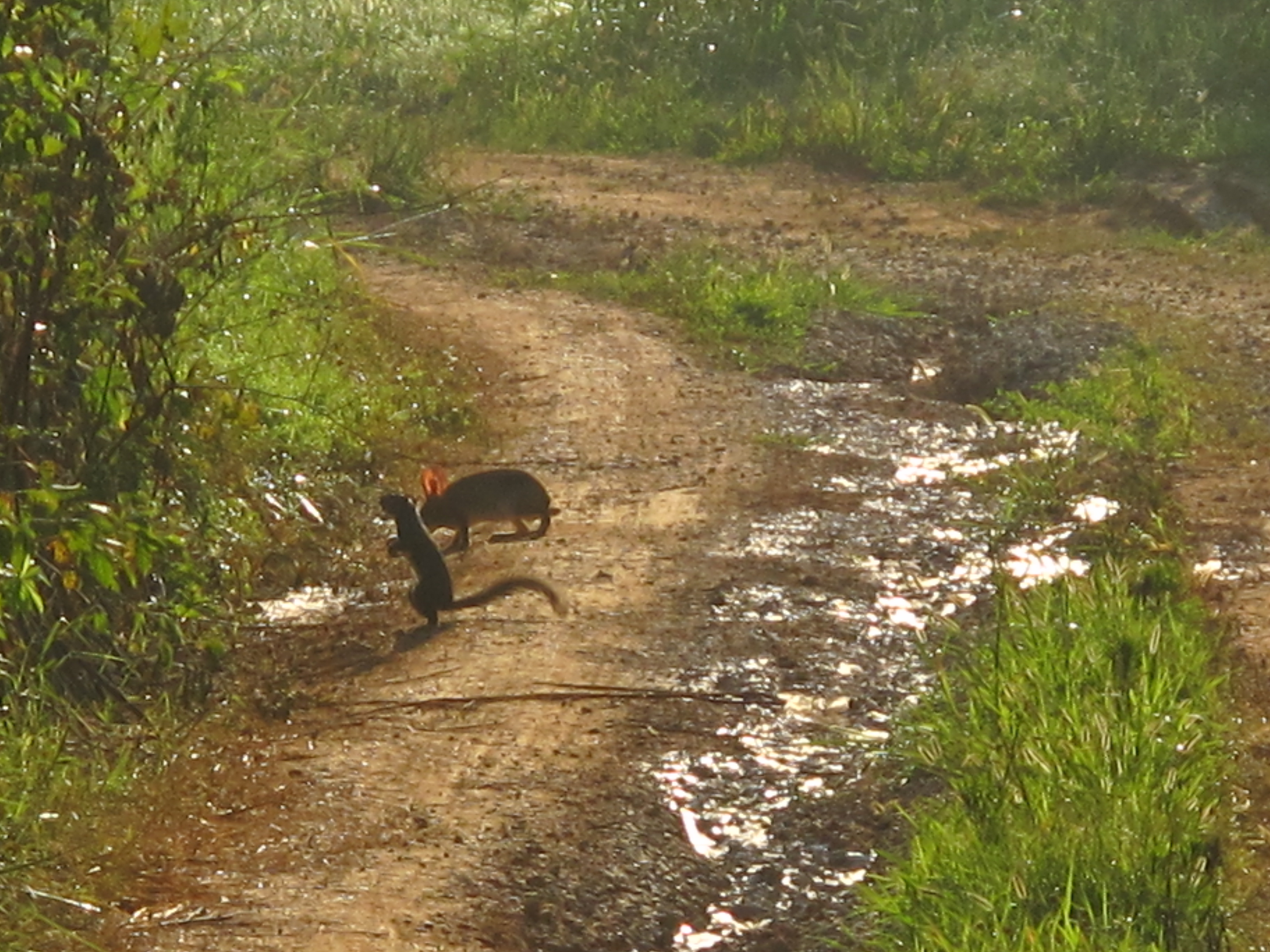 Although judging by this photo, maybe its Mrs. Rabbit instead, 30-JUL-2011