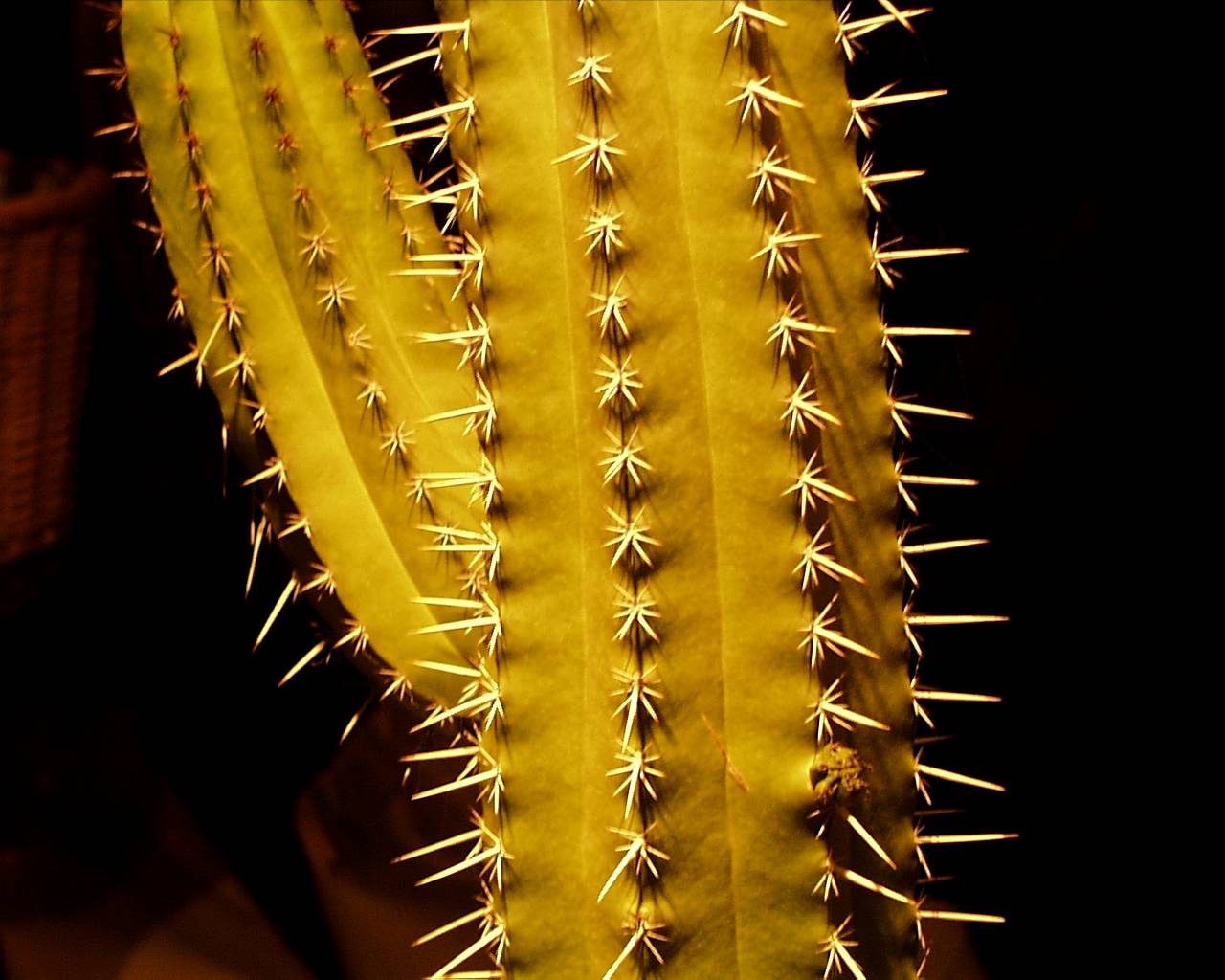 <strong>Cactus</strong>