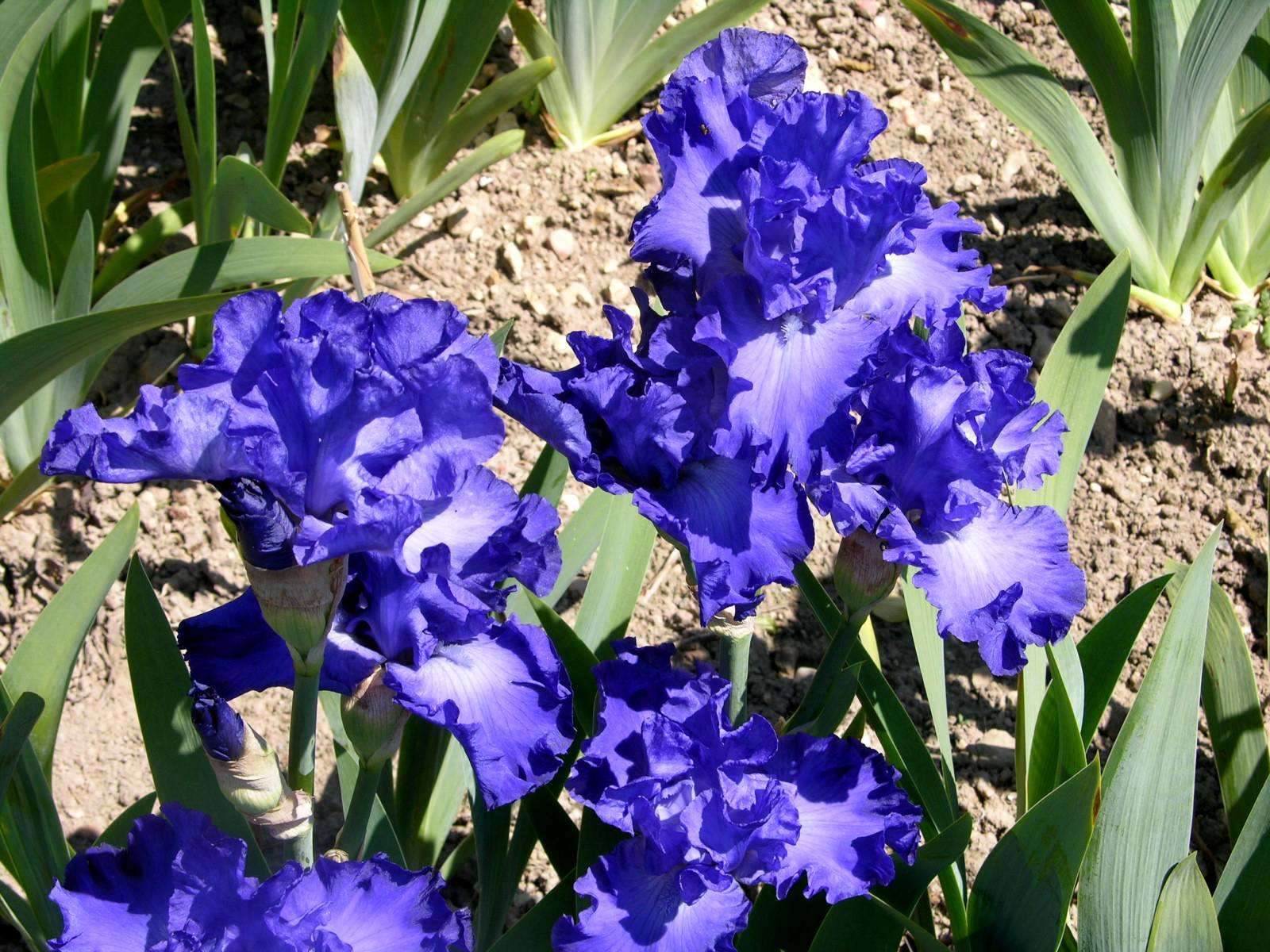 Iris Cayeux photo JeanMarie Choisel photos at