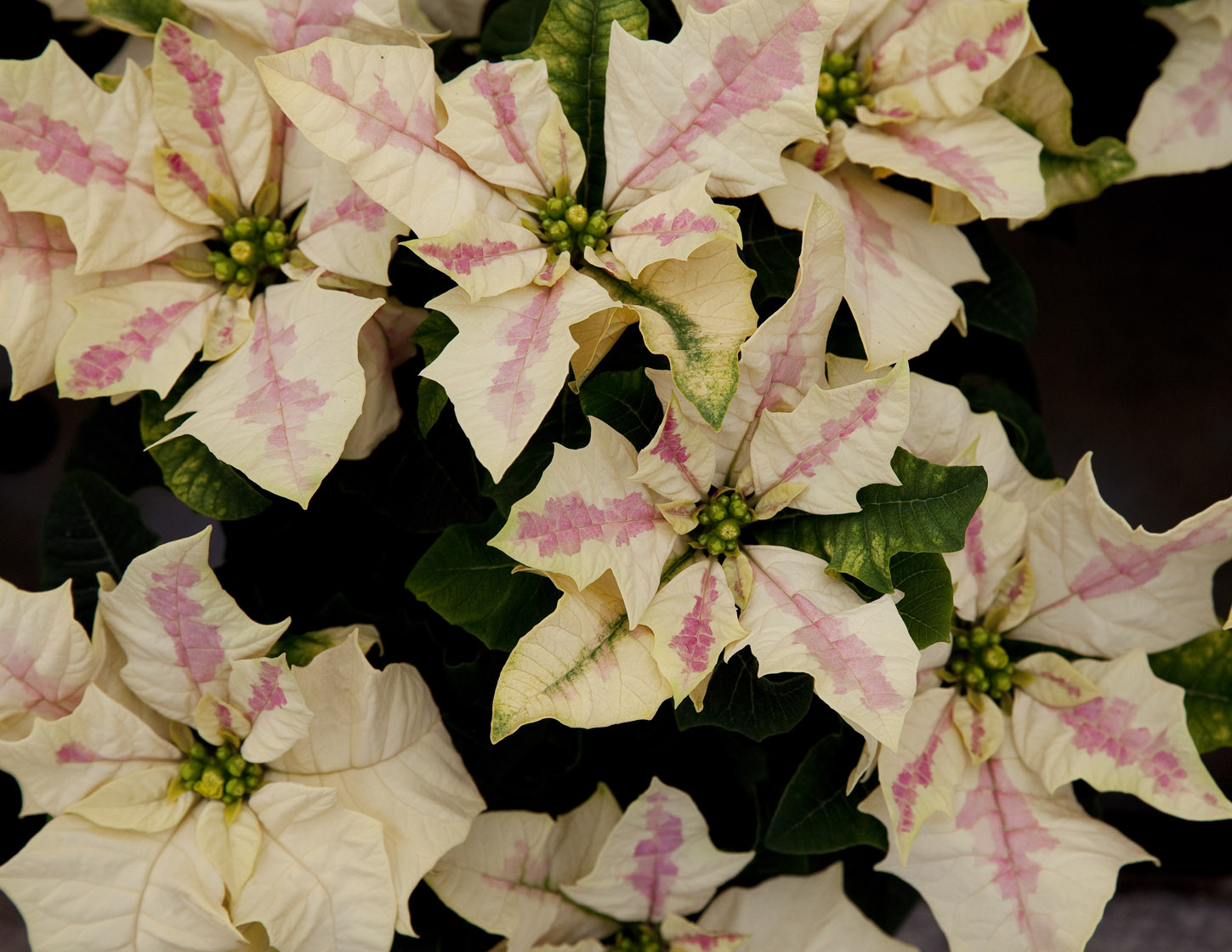 Poinsettia - Sample 3