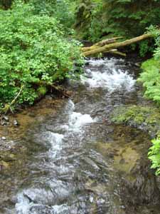 Drift Creek Falls_12.jpg