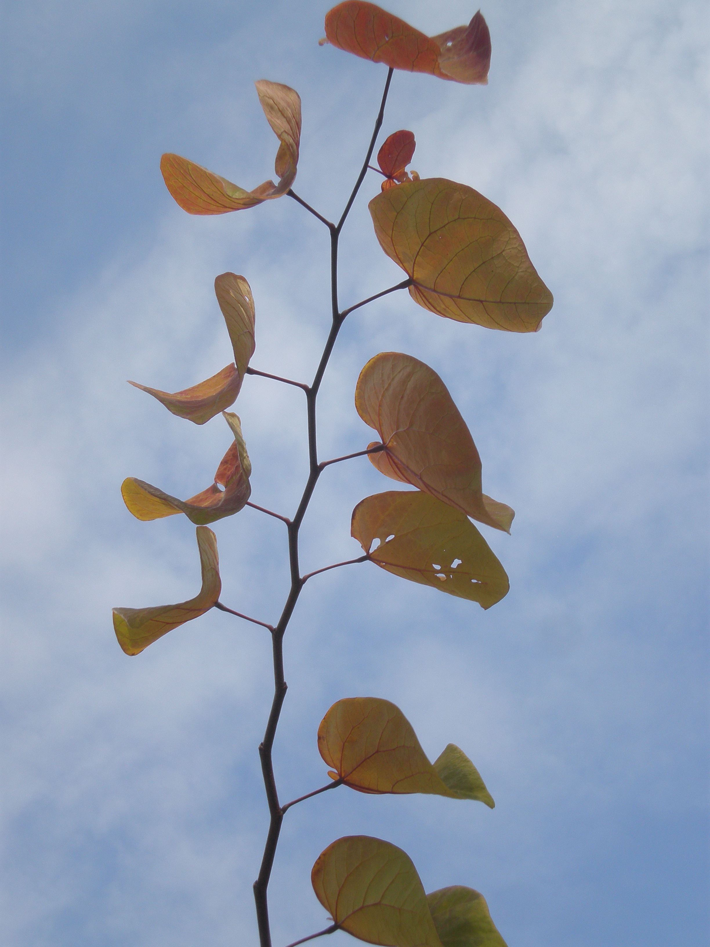 Reach for the Sky