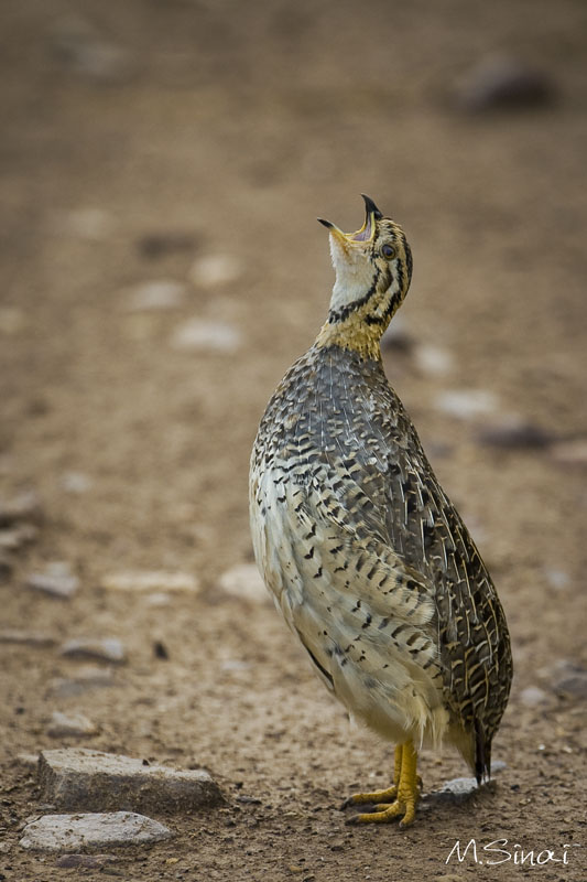 Animals_012_1.jpg