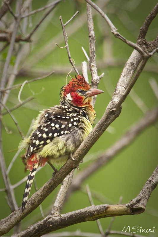 Animals_058_1.jpg
