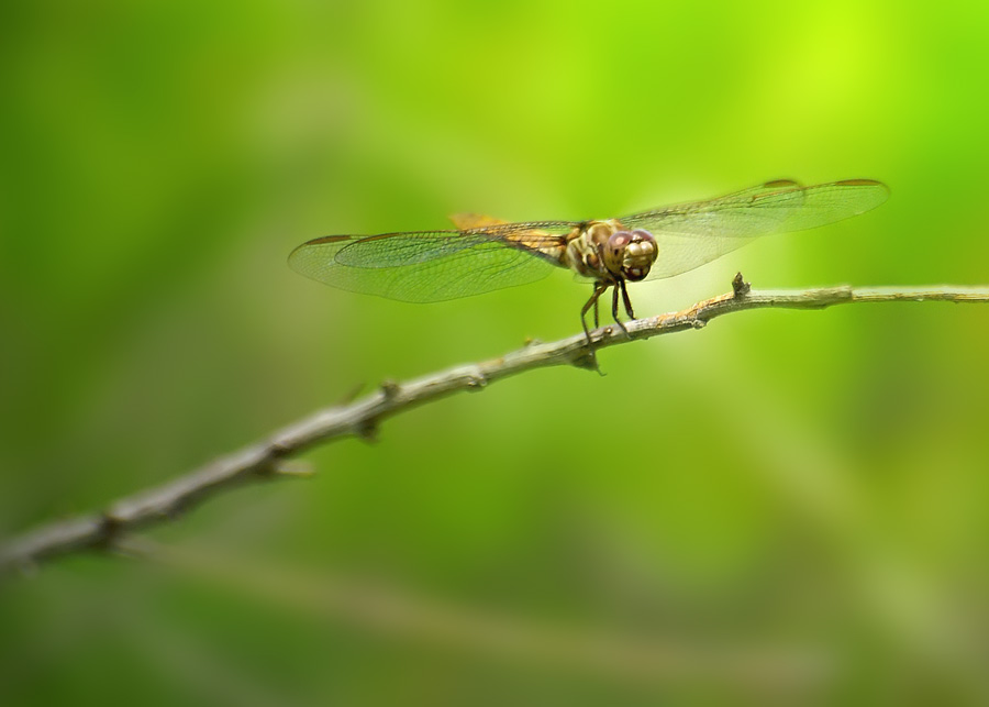 Dragonfly