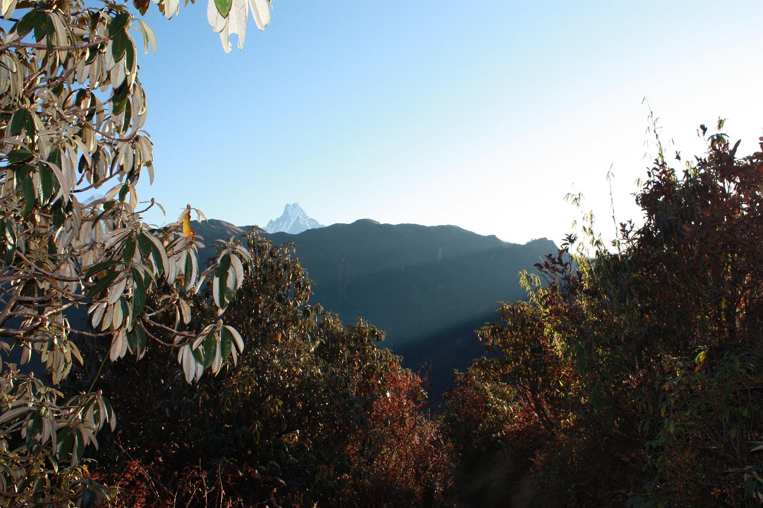 Morning Light - Annapurna
