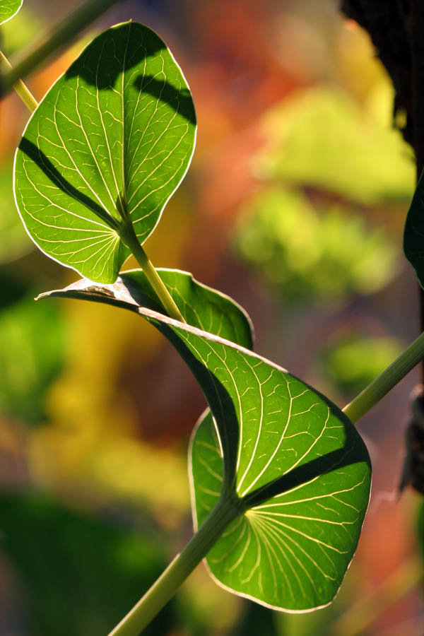 backlit leaves