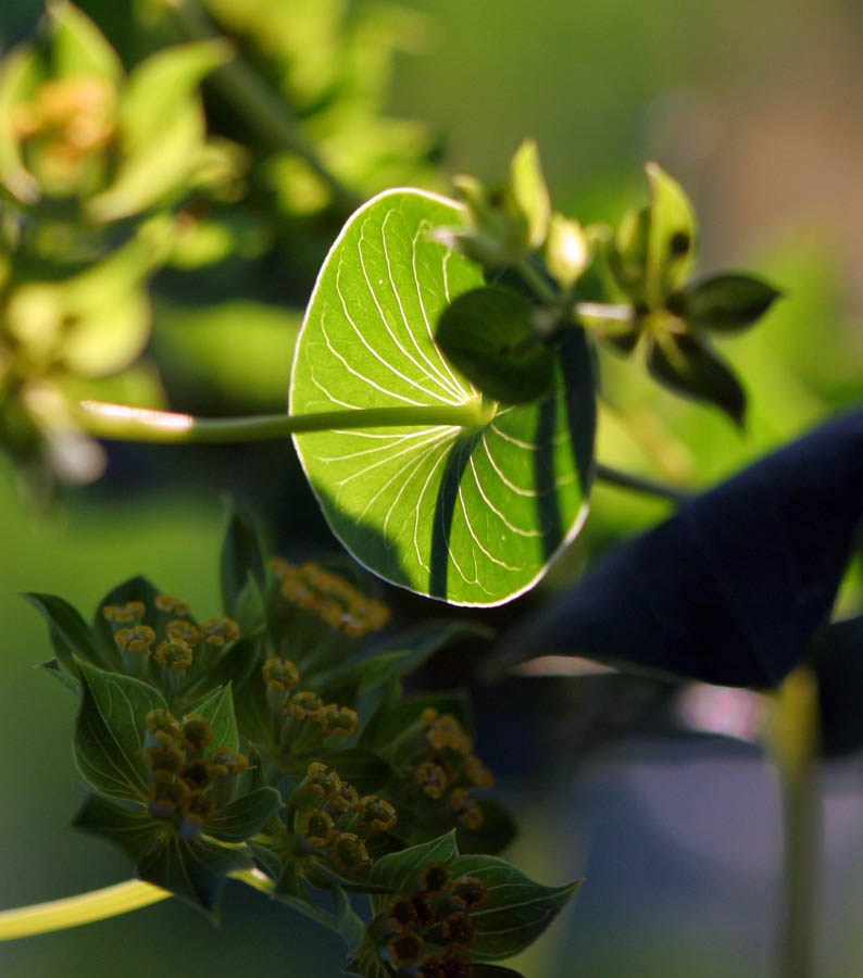 backlit leaves 3