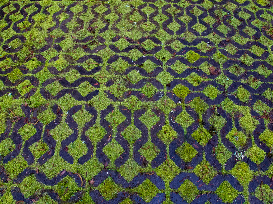 moss and concrete