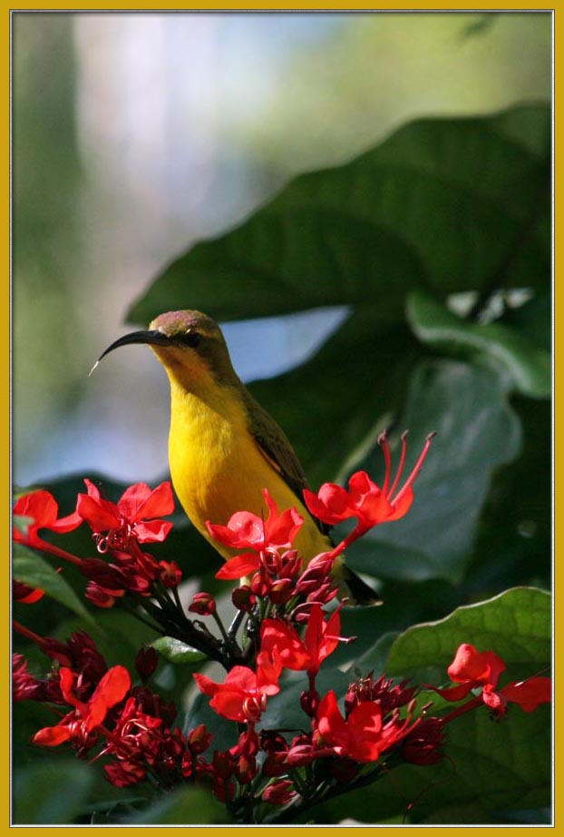 yellow-bellied sunbird