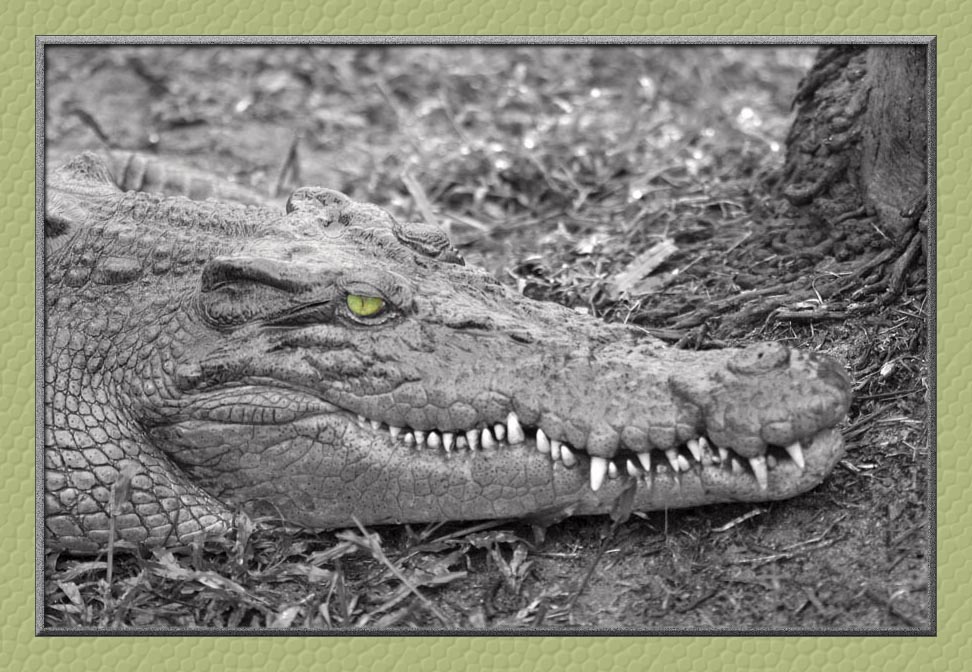 croc eye