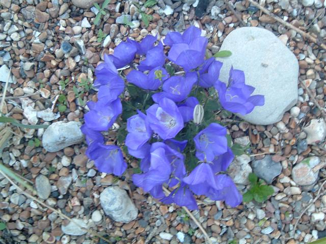 Campanula spp.