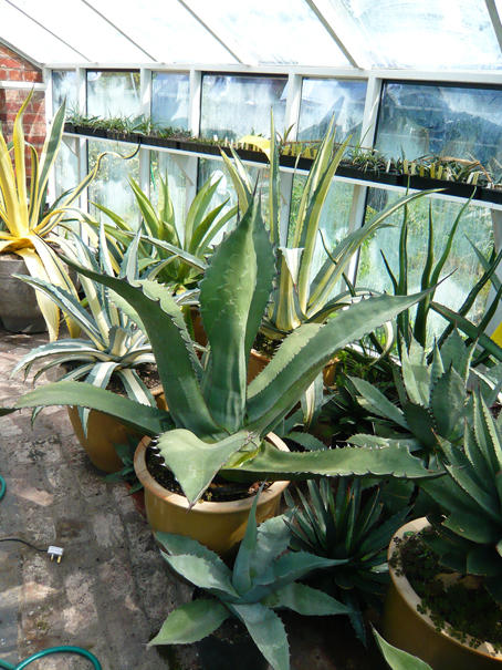 Agave Salmiana