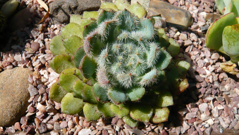 Echeveria setosa