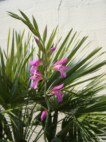 Field gladiola which had stowed away from Italy with chamerops