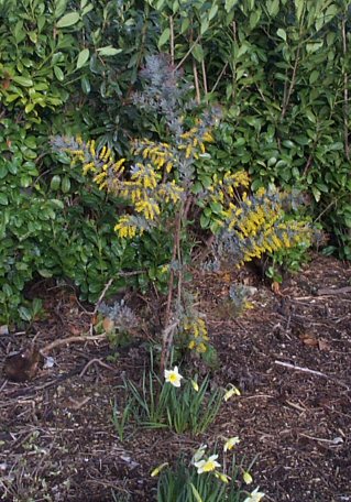 i planted a nice acacia baileyana purpurea. With its grey/purple foliage and bright flowers its my favourite acacia
