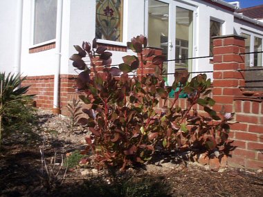 winter 2005. My king protea turns a worrying shade of red
