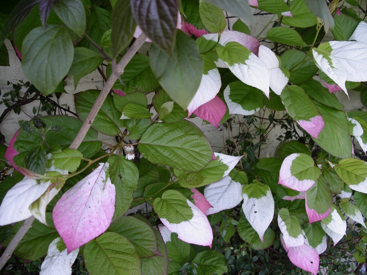 Actinidia kolomikta ( May07)