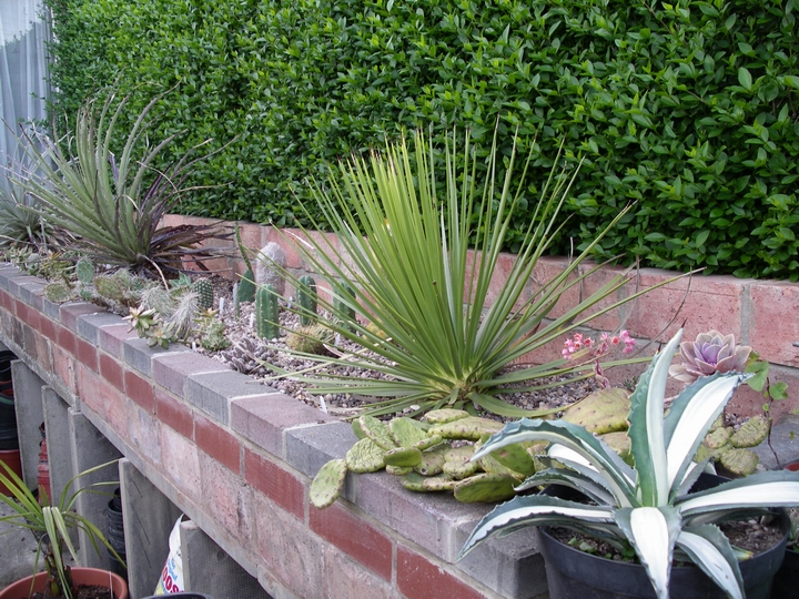 New succulent bed (May 07) photo - Gardens on the Edge photos at pbase.com
