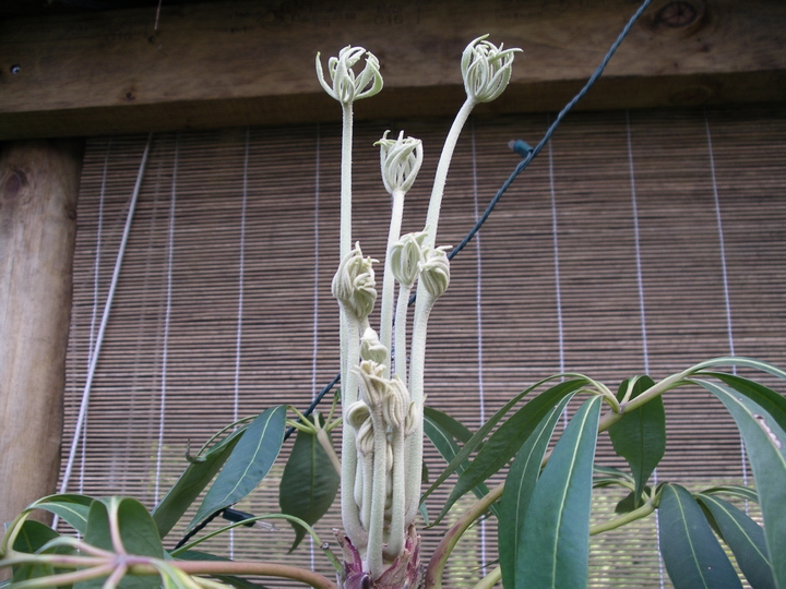 Schefflera taiwaniana (May 07)