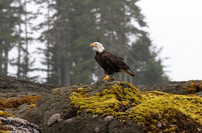 Bald Eagle