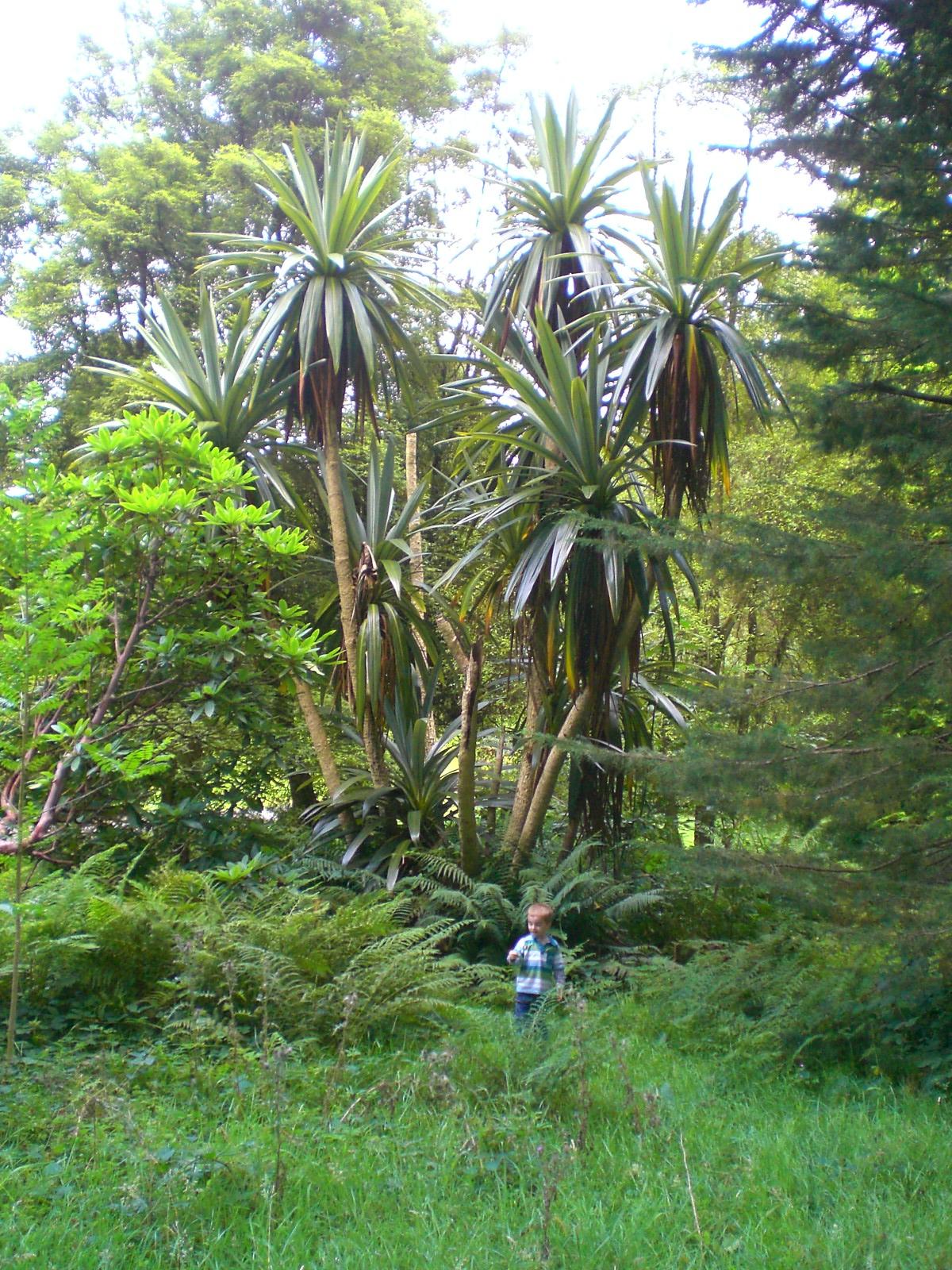 Cordyline indivisa, Castlewellan. N. Ireland