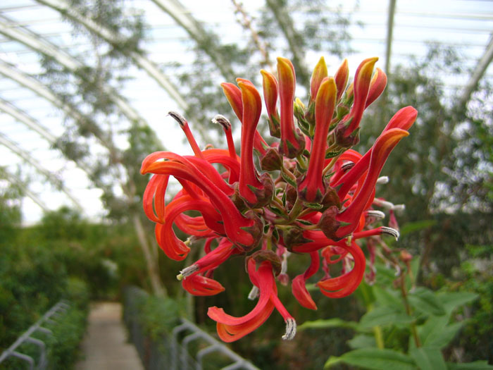 Lobelia tupa flower