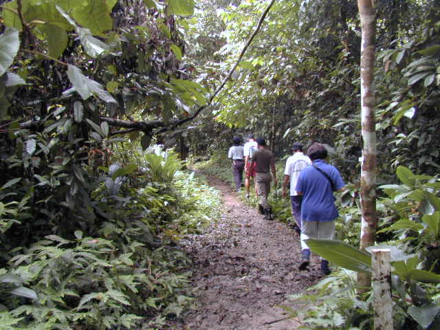 melacak orang utan