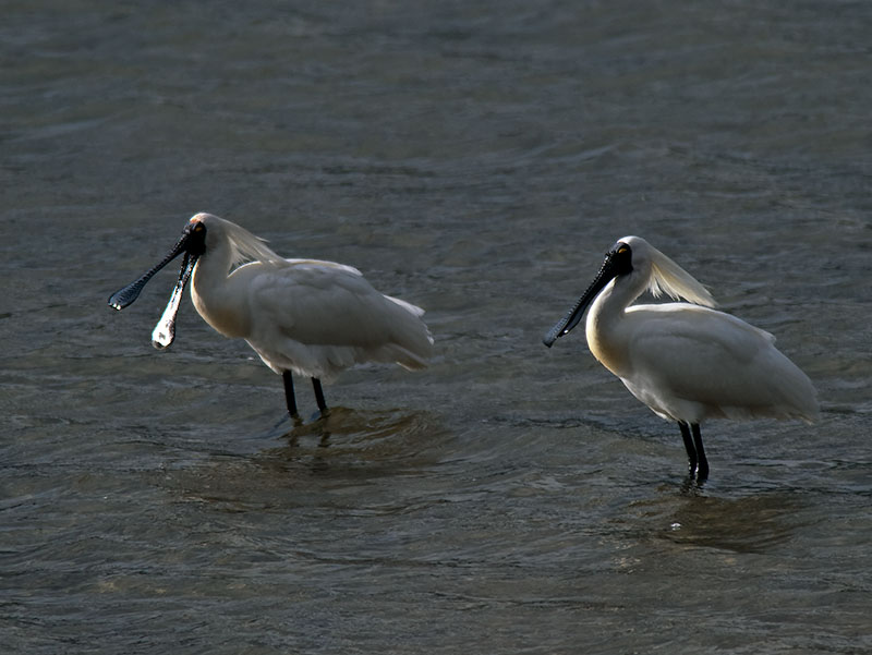 Royal Spoonbills _1163348.jpg