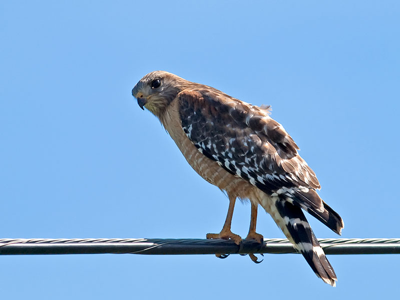 Red-shouldered Hawk _2277699.jpg