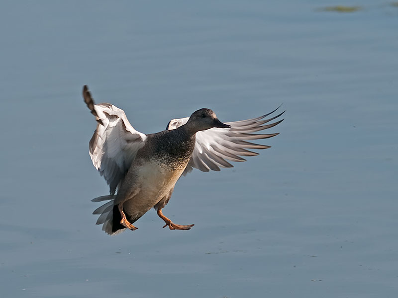 Mallard landing _4226063.jpg