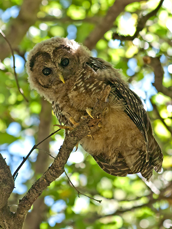 Spotted Owl _7181128.jpg