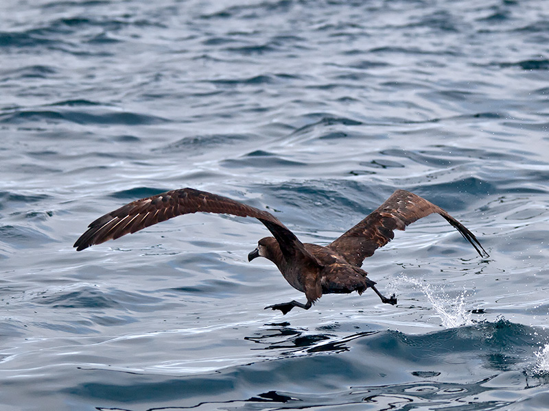 Black-footed Albatross taking off _9172897.jpg
