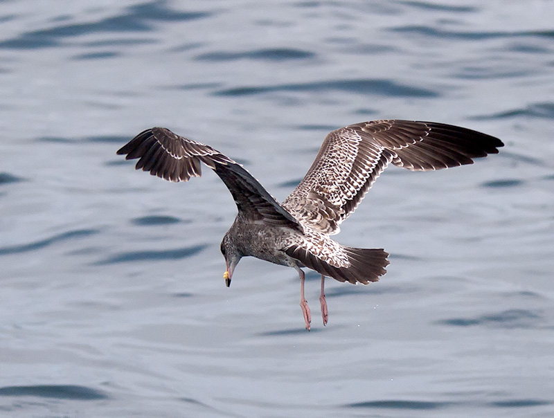 juvenile California Gull _9172937.jpg
