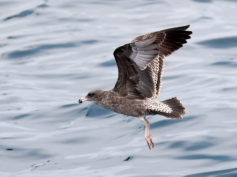 juvenile California Gull _9172938.jpg