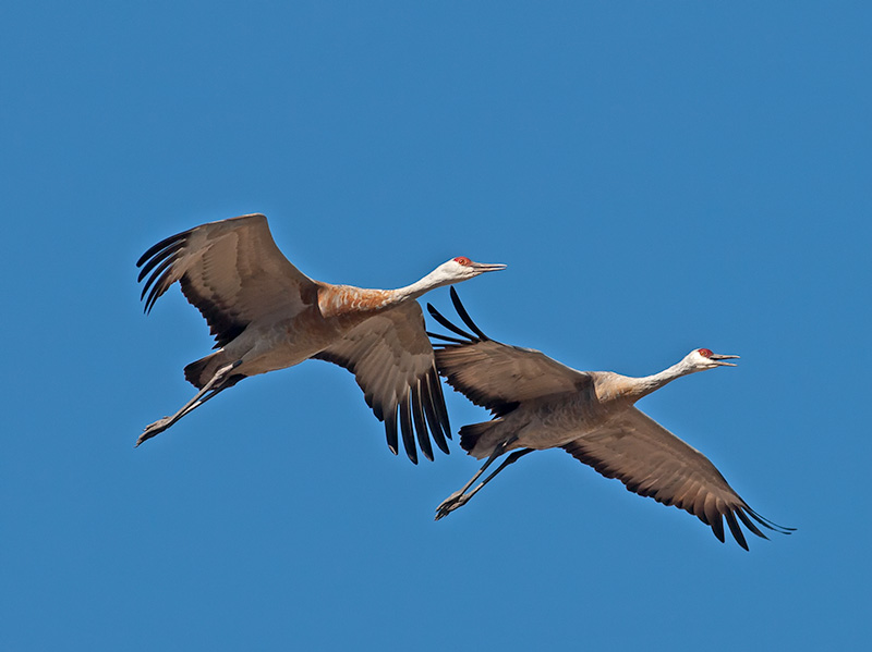 Sandfhill Cranes _A023559.jpg
