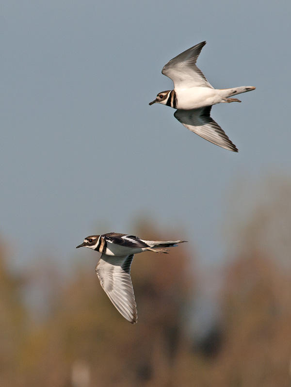 Killdeer _B066406.jpg