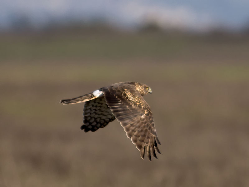 female Northern Harrier _1214342.jpg