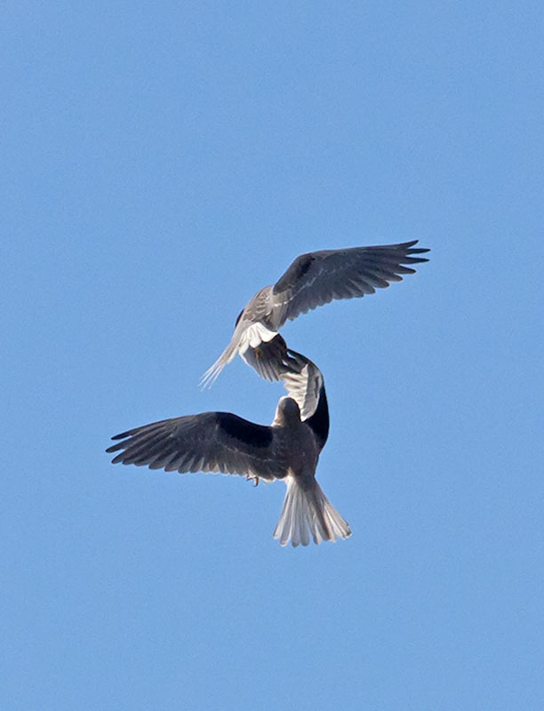 White-tailed Kites combat training _1234744.jpg